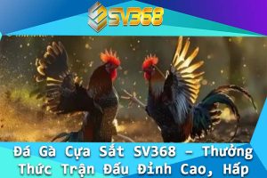Da Ga Cua Sat SV368 – Thuong Thuc Tran Dau Dinh Cao Hap Dan