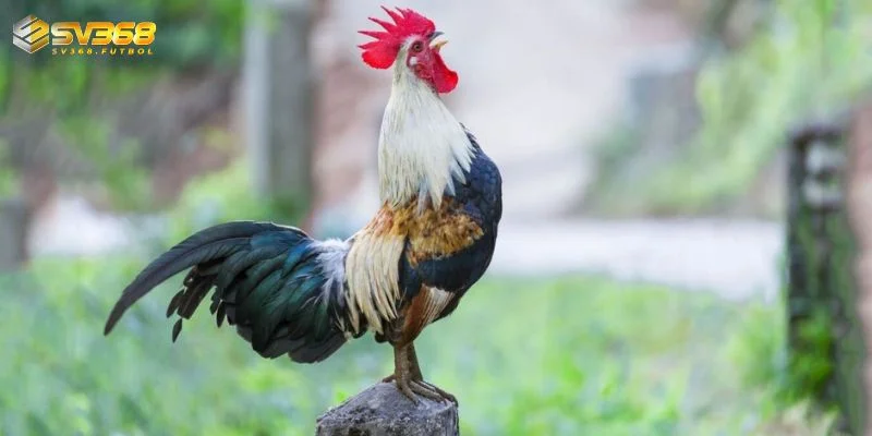 cac dong ga duoc ua chuong su dung trong cac tran dau cua dao