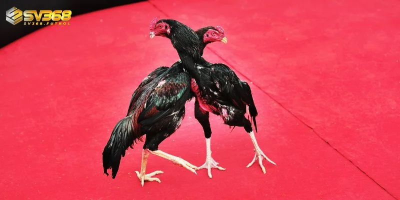 cac hinh thuc da ga thomo cuon hut tai sv368