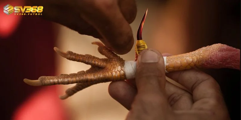 mot vai meo cuoc ga da cua sat truc tuyen