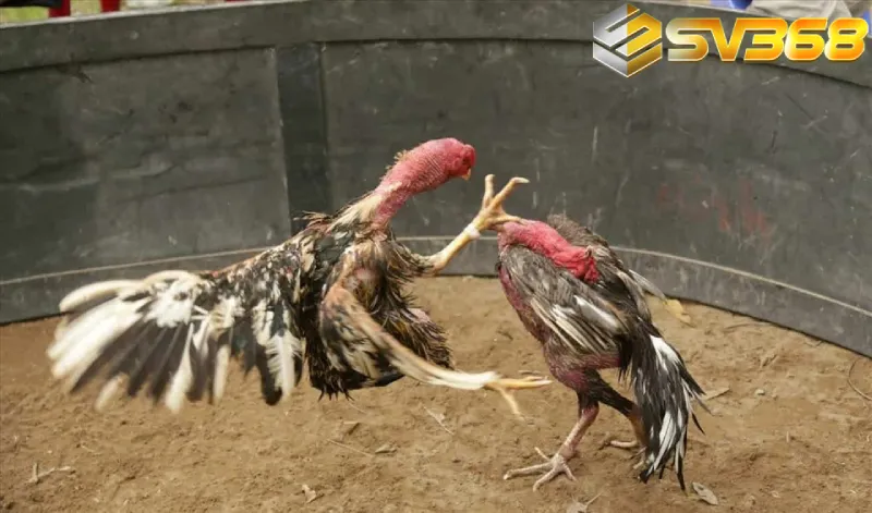 Luật Thi Đấu Chi Tiết