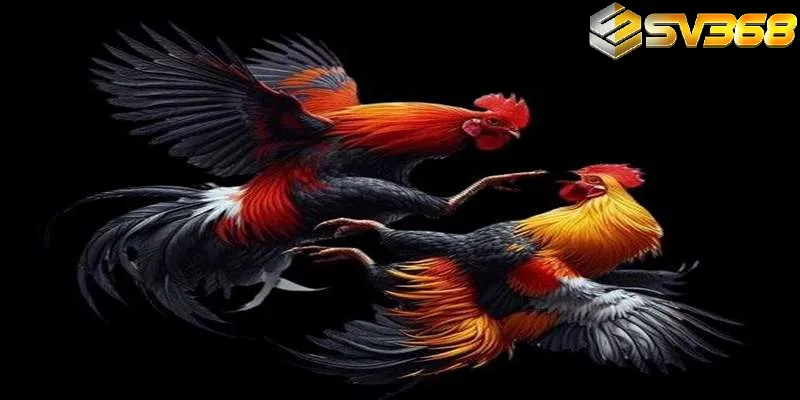 Lý Do Tonhon Được Đông Đảo Lựa Chọn